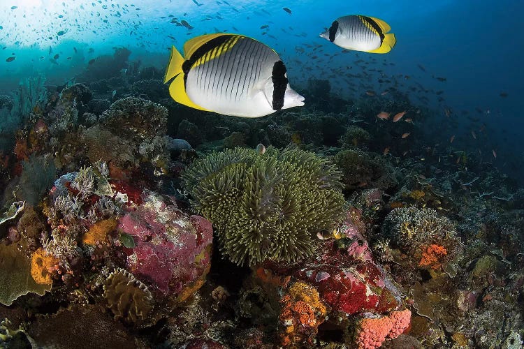 Lined Butterflyfish Over Coral, Komodo National Park, Indonesia 