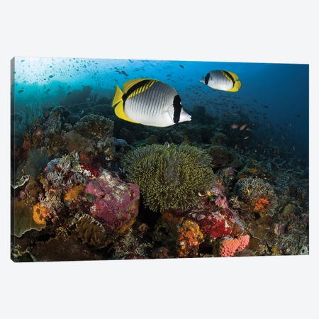 Lined Butterflyfish Over Coral, Komodo National Park, Indonesia  Canvas Print #JNS2} by Jones & Shimlock Art Print