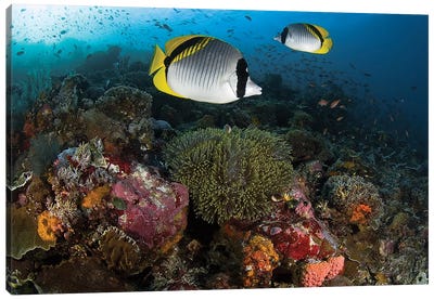 Lined Butterflyfish Over Coral, Komodo National Park, Indonesia  Canvas Art Print