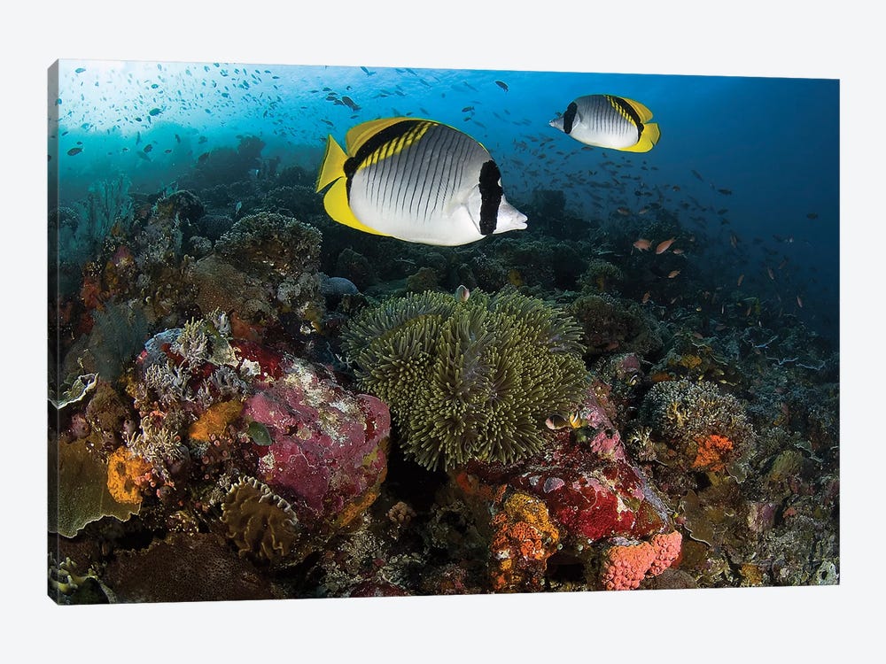 Lined Butterflyfish Over Coral, Komodo National Park, Indonesia  by Jones & Shimlock 1-piece Canvas Art