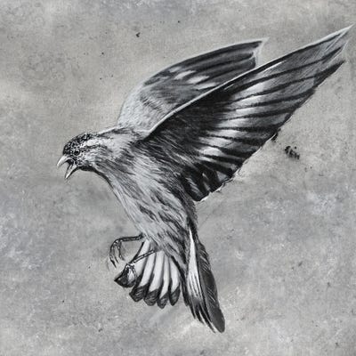 Bird Attack by Junnior Navarro framed canvas print