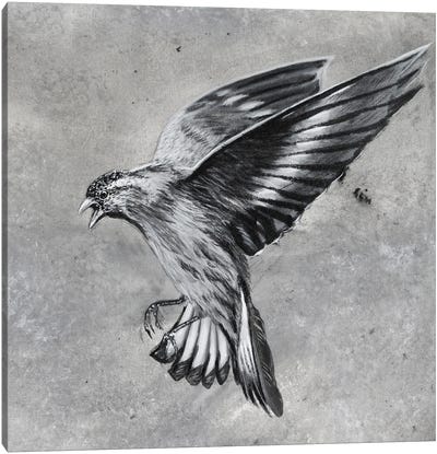 Bird Attack Canvas Art Print - Junnior Navarro