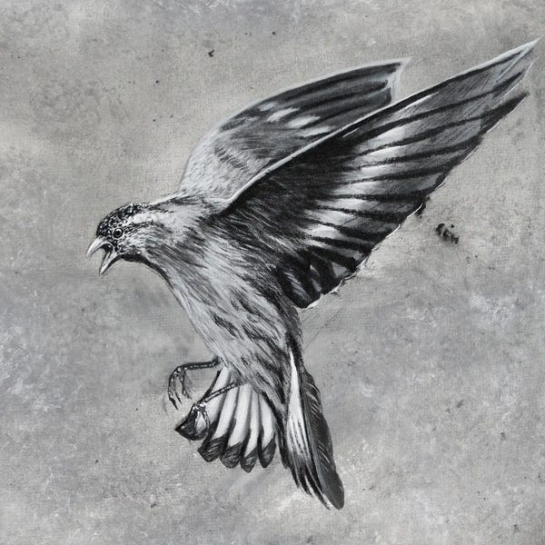 Junnior Navarro: Bird Attack by Junnior Navarro