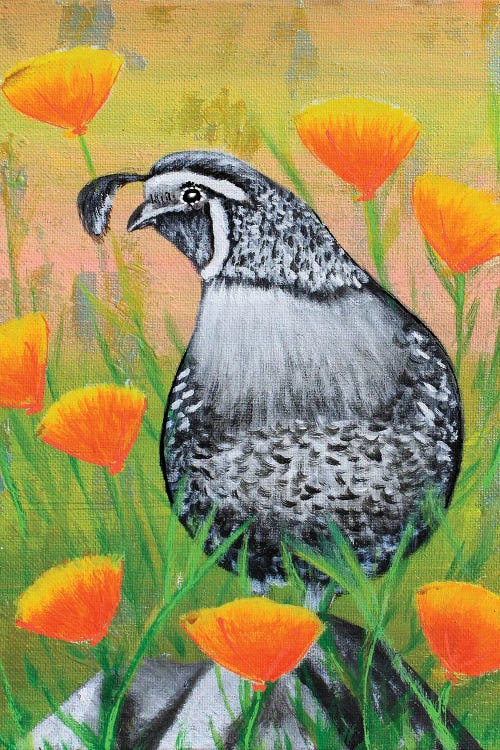 California Quail And Poppies