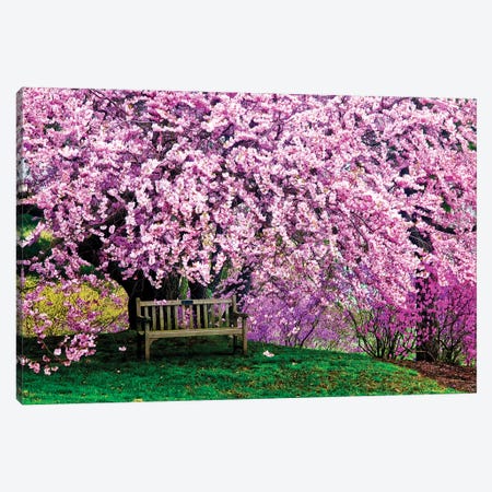 Tribute Bench Under A Cherry Blossom, Winterthur Museum, Garden And Library, Winterthur, Delaware, USA Canvas Print #JOB1} by Jay O'Brien Canvas Art
