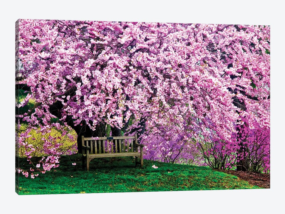 Tribute Bench Under A Cherry Blossom, Winterthur Museum, Garden And Library, Winterthur, Delaware, USA by Jay O'Brien 1-piece Art Print