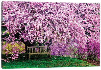 Tribute Bench Under A Cherry Blossom, Winterthur Museum, Garden And Library, Winterthur, Delaware, USA Canvas Art Print - Ultra Earthy
