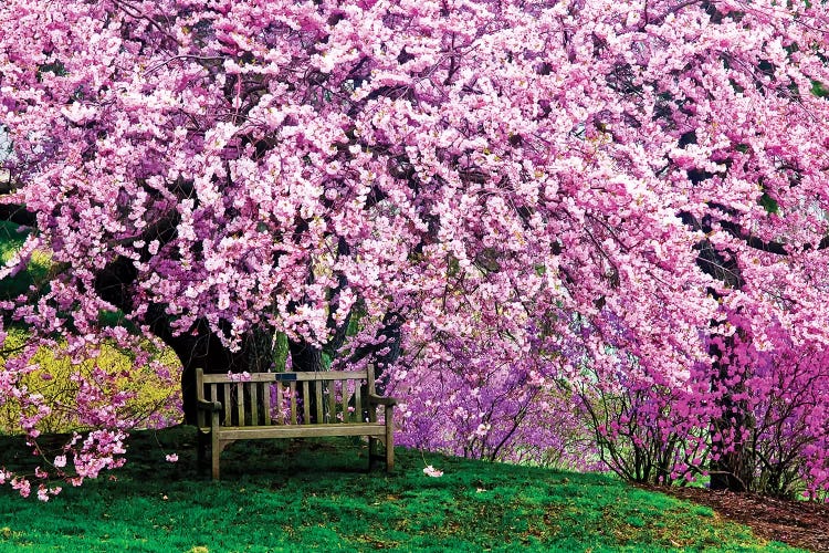 Tribute Bench Under A Cherry Blossom, Winterthur Museum, Garden And Library, Winterthur, Delaware, USA