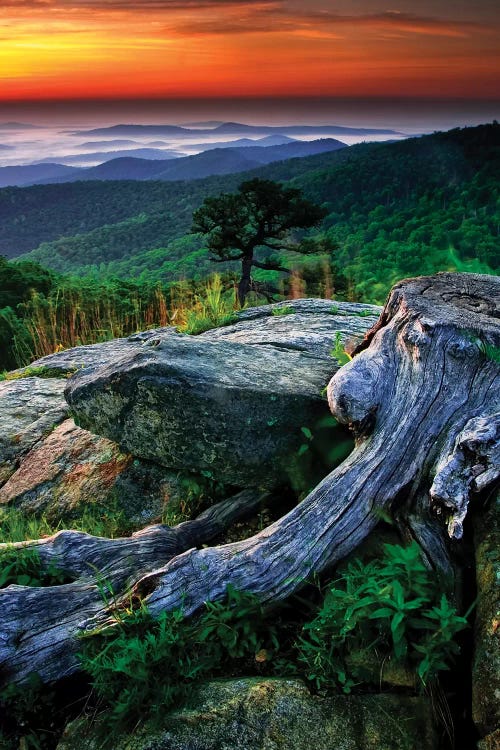 Sunrise Over The Fog-Covered Blue Ridge Mountains, Shenandoah National Park, Virginia, USA
