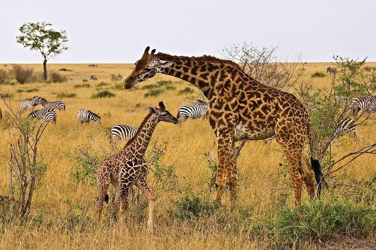 Maasai Giraffes Roaming Across The Maasai Mara, Kenya