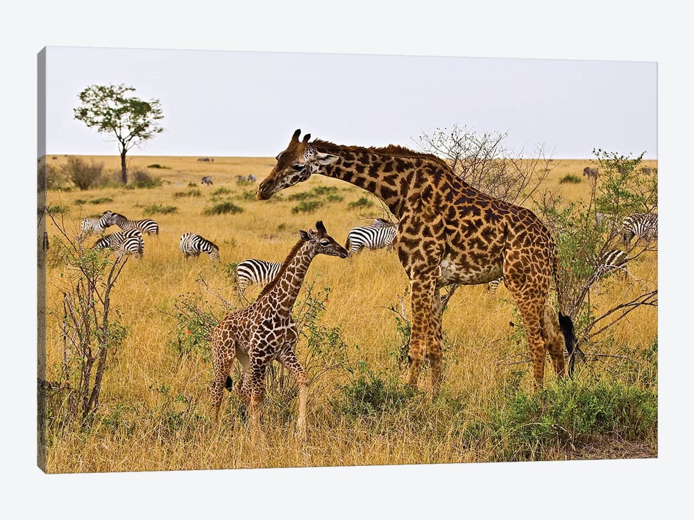 Maasai Giraffes Roaming Across The Maasai Mara, Kenya by Joe Restuccia III 1-piece Canvas Print