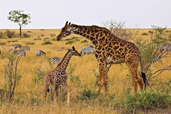 Giraffes: Maasai Giraffes Roaming Across The Maasai Mara, Kenya by Joe Restuccia III