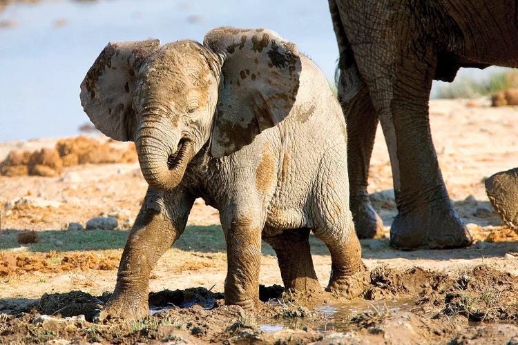 Baby African Elephant In Mud, Halali Resort, Etosha Pan, Namibia, Africa: