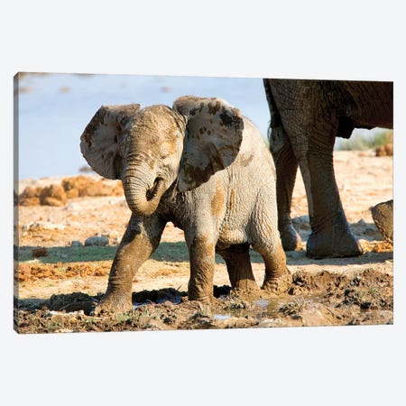 Baby African Elephant In Mud, Halali Resort, Etosha Pan, Namibia, Africa: Canvas Print #JOE15} by Joe Restuccia III Canvas Print