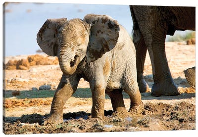 Baby African Elephant In Mud, Halali Resort, Etosha Pan, Namibia, Africa: Canvas Art Print