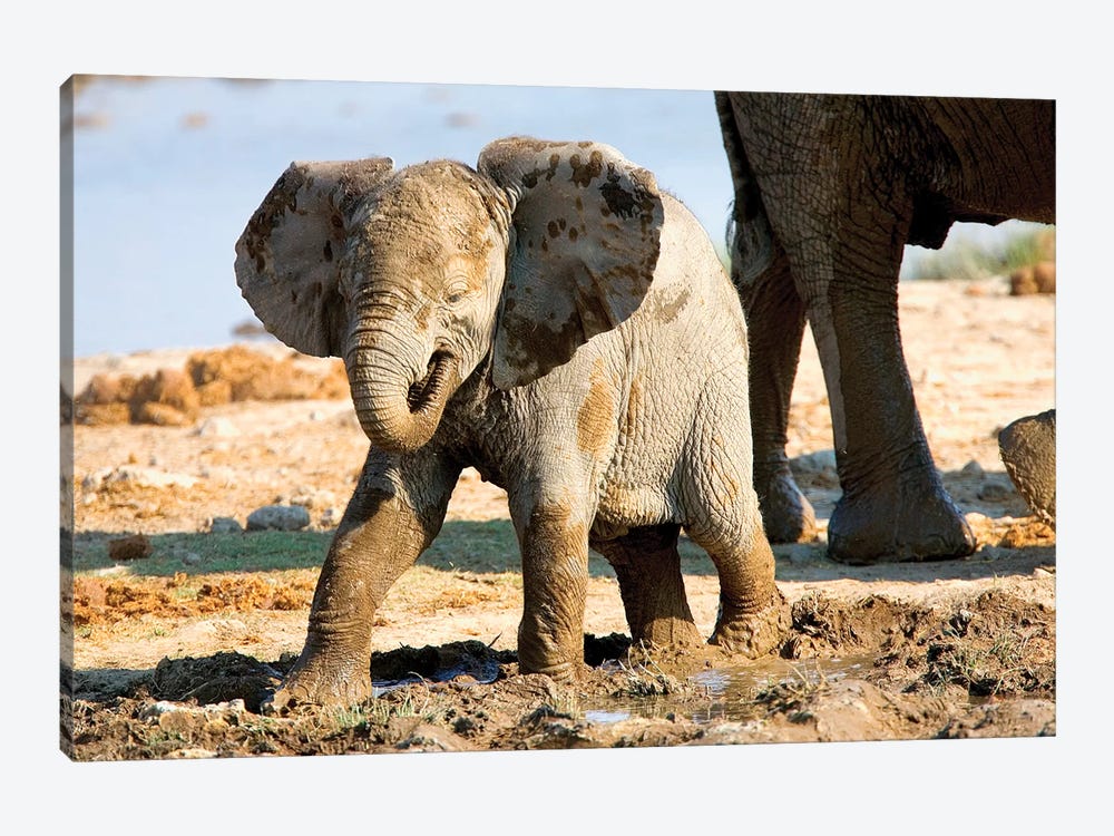 Baby African Elephant In Mud, Halali Resort, Etosha Pan, Namibia, Africa: by Joe Restuccia III 1-piece Canvas Wall Art