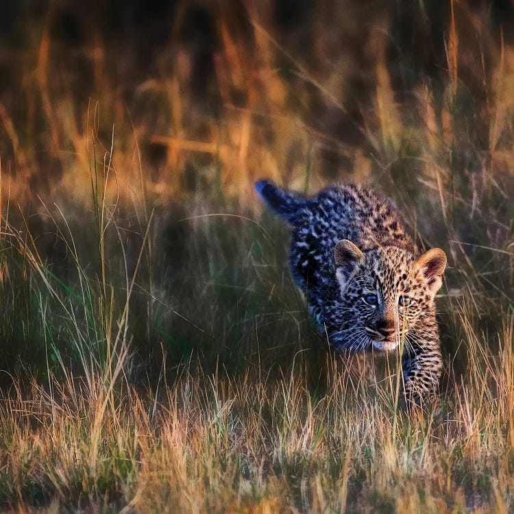 Leopard Cub, Maasai Mara National Reserve, Kenya