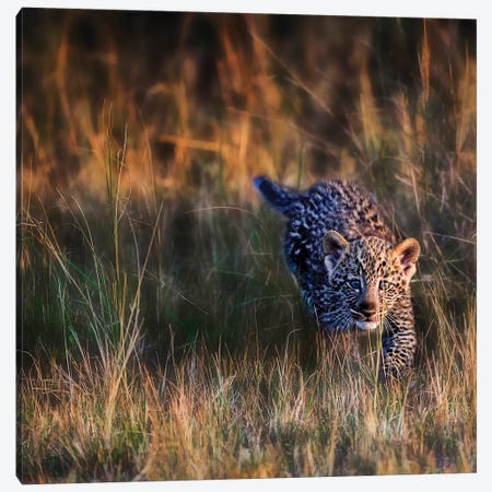 Leopard Cub, Maasai Mara National Reserve, Kenya Canvas Print #JOE1} by Joe Restuccia III Canvas Art Print