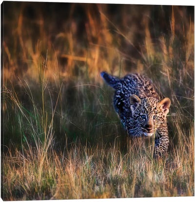 Leopard Cub, Maasai Mara National Reserve, Kenya Canvas Art Print - Maasai Mara National Reserve
