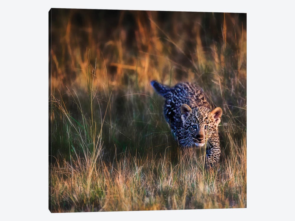 Leopard Cub, Maasai Mara National Reserve, Kenya 1-piece Canvas Art
