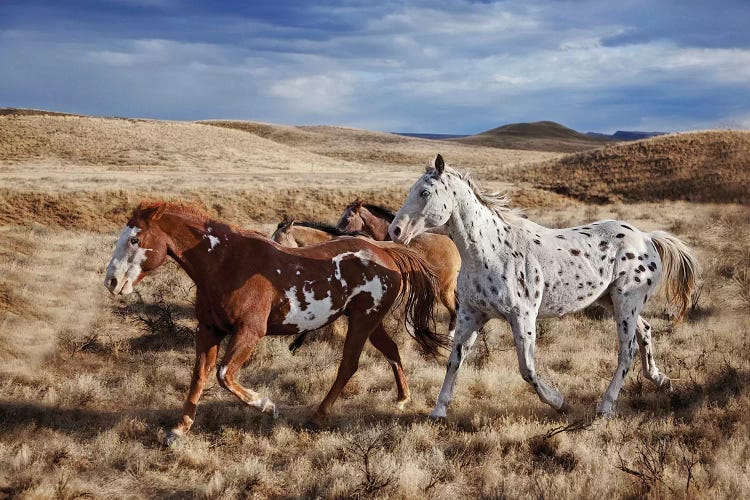 Running Horses, The Hideout Lodge & Guest Ranch, Shell, Big Horn County, Wyoming, USA