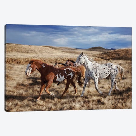 Running Horses, The Hideout Lodge & Guest Ranch, Shell, Big Horn County, Wyoming, USA Canvas Print #JOE4} by Joe Restuccia III Canvas Wall Art