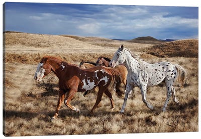 Running Horses, The Hideout Lodge & Guest Ranch, Shell, Big Horn County, Wyoming, USA Canvas Art Print