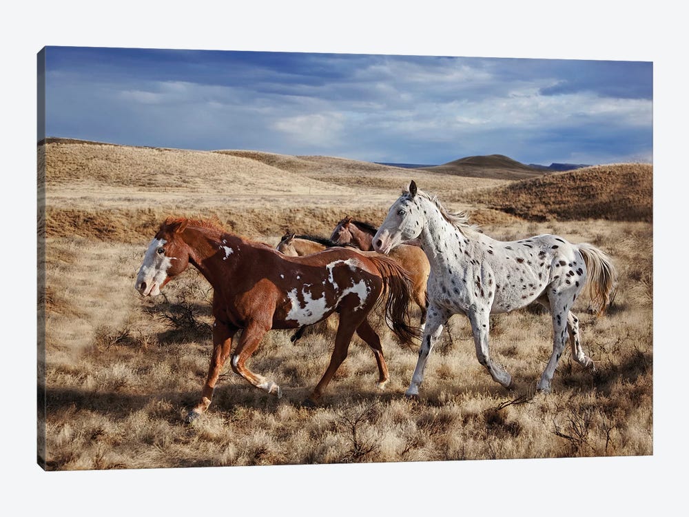 Running Horses, The Hideout Lodge & Guest Ranch, Shell, Big Horn County, Wyoming, USA by Joe Restuccia III 1-piece Art Print