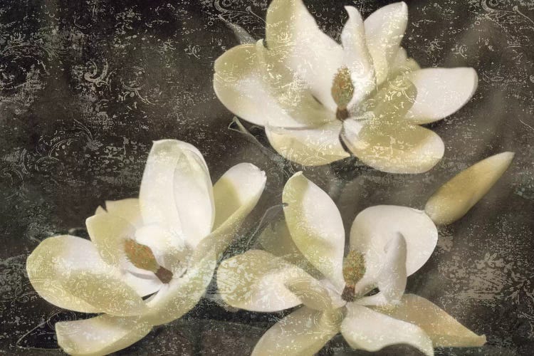 The Magnolia Tree by John Seba wall art