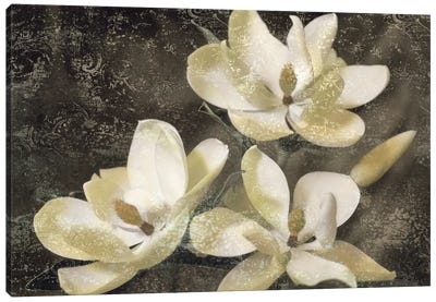 The Magnolia Tree Canvas Art Print - Magnolias