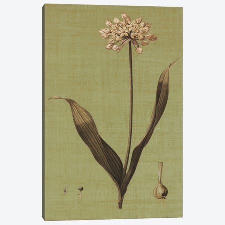 Botanica Verde III Canvas Print #JOH10} by John Seba Canvas Print
