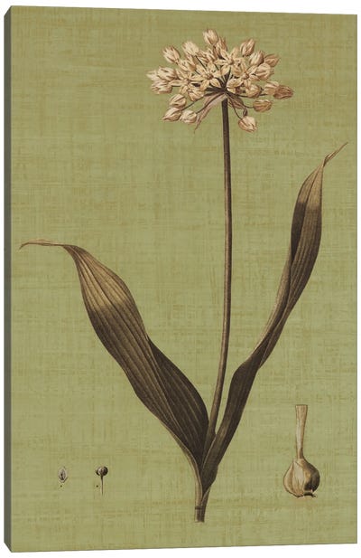Botanica Verde III Canvas Art Print - Allium Art