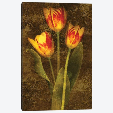 Three Tulips Canvas Print #JOH111} by John Seba Canvas Art Print