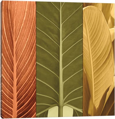 Tropical Trio I Canvas Art Print - John Seba