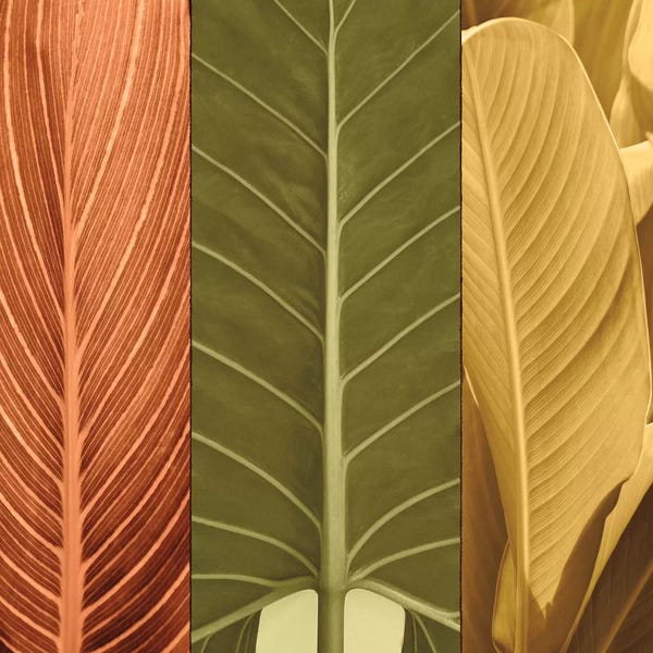 John Seba: Tropical Trio I by John Seba