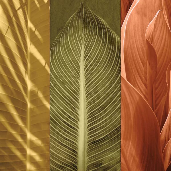 John Seba: Tropical Trio II by John Seba