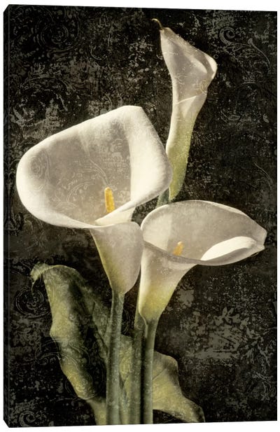 Callas I Canvas Art Print - Lily Art