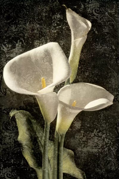 John Seba: Callas I by John Seba