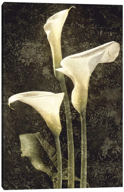 Callas II Canvas Art Print - Lily Art