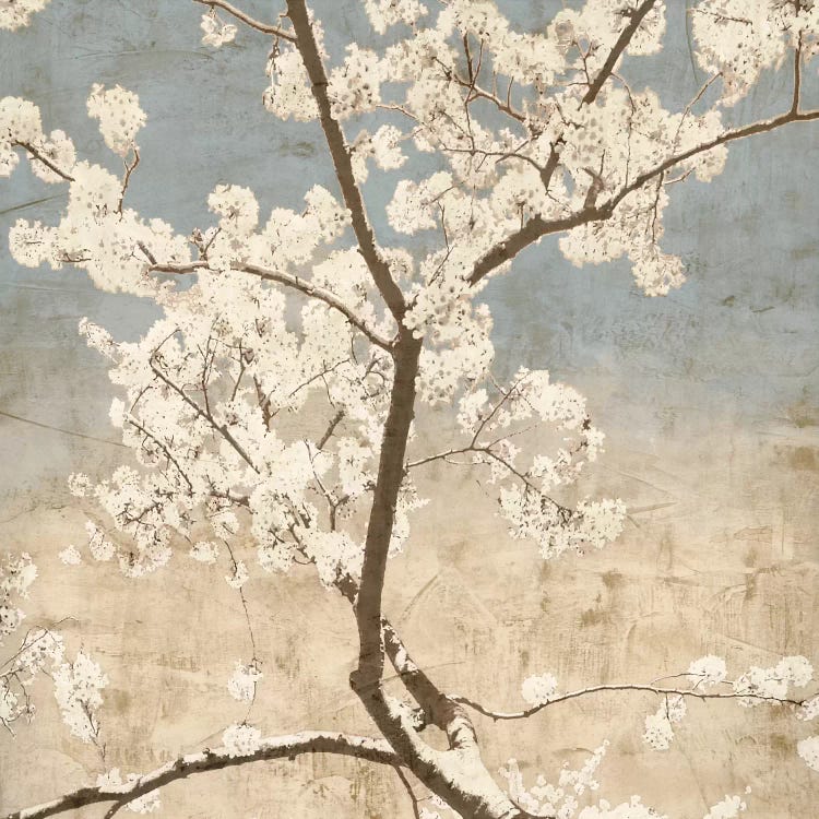 Cherry Blossoms I by John Seba wall art