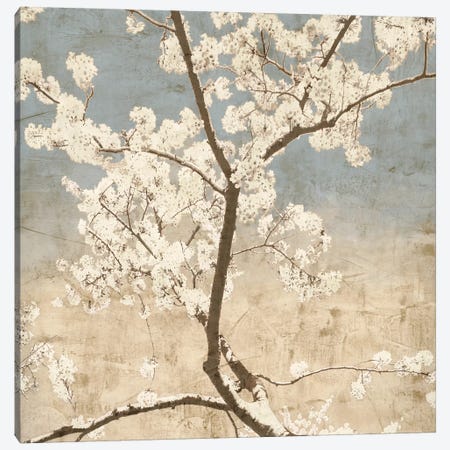 Cherry Blossoms I Canvas Print #JOH18} by John Seba Art Print