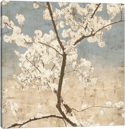 Cherry Blossoms I Canvas Art Print - Top Art