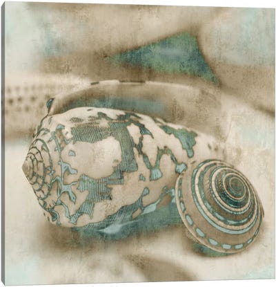 Coastal Gems I Canvas Art Print - Sea Shell Art