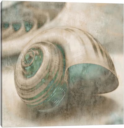 Coastal Gems II Canvas Art Print - Sea Shell Art