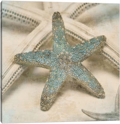 Coastal Gems III Canvas Art Print - Starfish Art