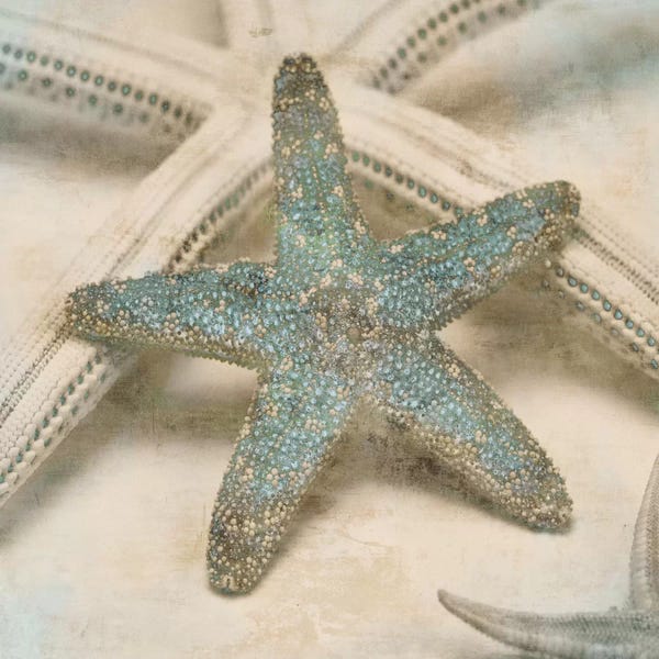 John Seba: Coastal Gems III by John Seba