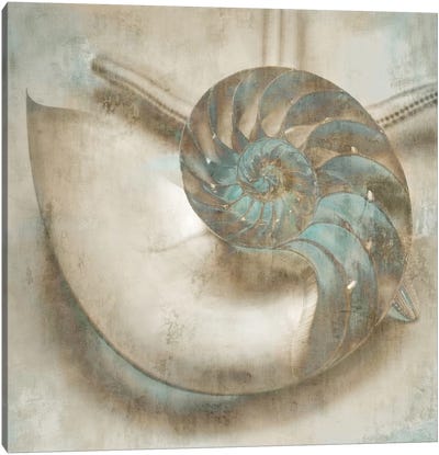 Coastal Gems IV Canvas Art Print - Sea Shell Art