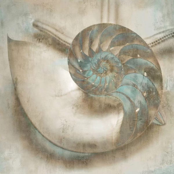 John Seba: Coastal Gems IV by John Seba