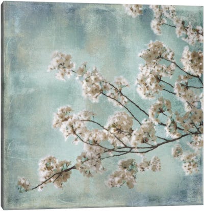 Aqua Blossoms I Canvas Art Print - Cherry Blossom Art