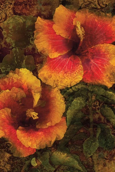 John Seba: Hibiscus I by John Seba